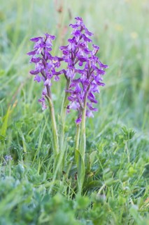 Early purple orchid