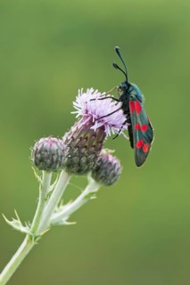 Six-spot burnet