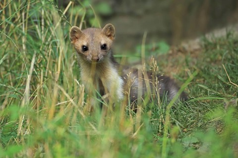 Beech marten