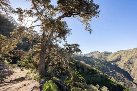 Pine forest near the Mirador de Abrante near Agulo