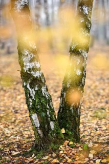 Sand birch
