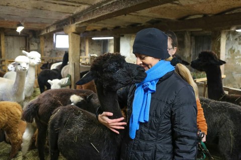 Alpaca