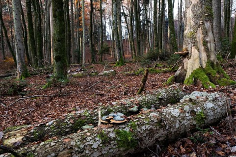 Red banded polypore