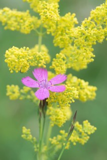 Maiden pinks