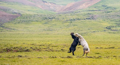 Two fighting stallions