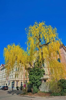 Weeping willow