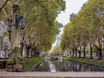 Koe Allee
