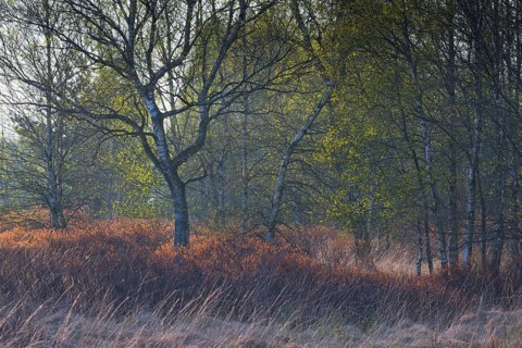 Warty birch