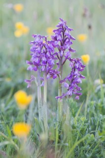Early purple orchid