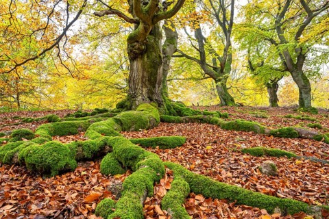 Common beech