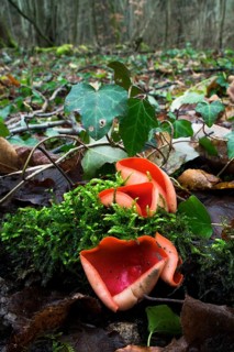 Scarlet elf cup