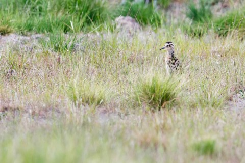 Eurasian curlew