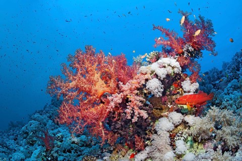 Coral reef with Klunzinger klunzinger's soft coral