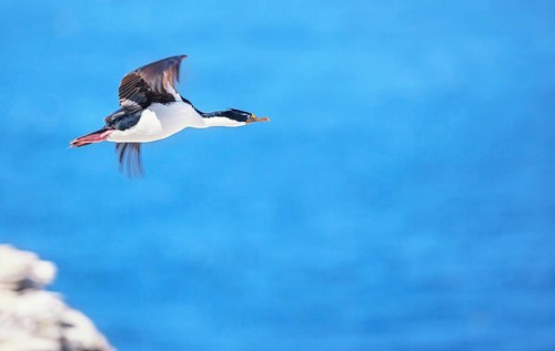 Imperial shag