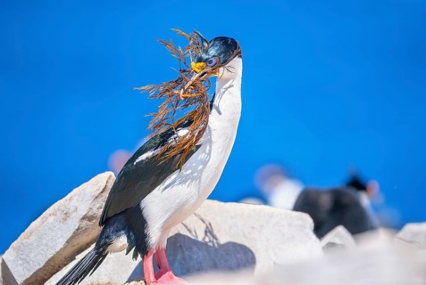 Imperial shag