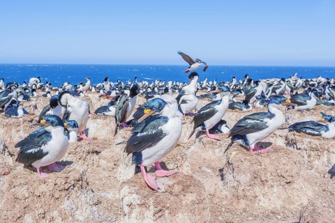 Imperial shags