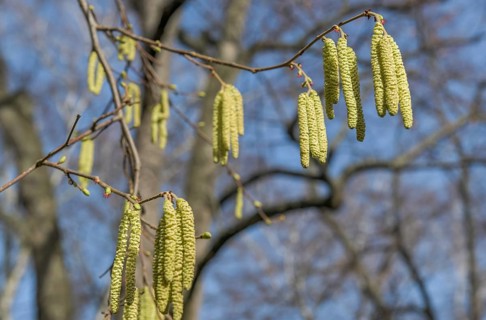 Flowers common hazel
