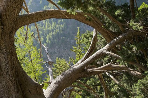 Pine tree