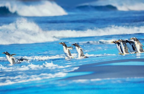 Gentoo Penguins