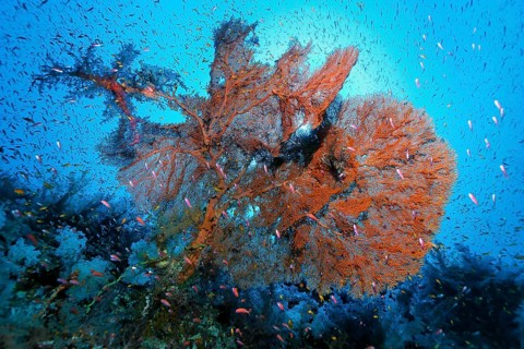 Filigree giant sea fan