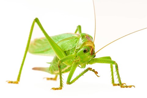 Green grasshopper