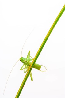 Great green bush cricket
