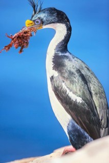 Imperial shag