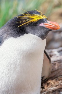 Close-up of a macaroni penguin