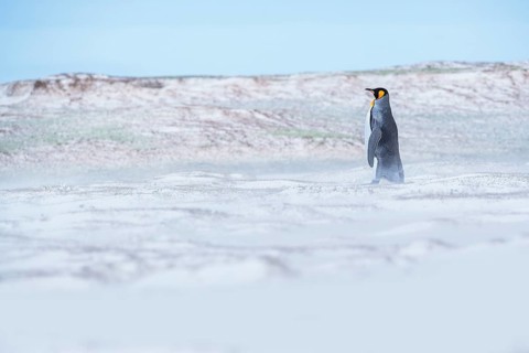 King penguin