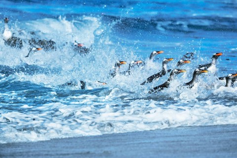 Gentoo penguins