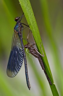 Banded demoiselle