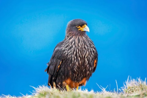 Striated Caracara
