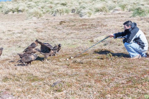 Striated Caracaras