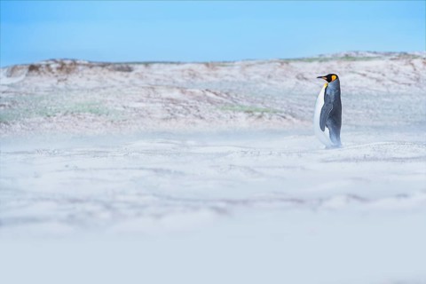 King penguin