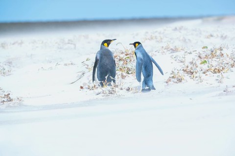 King penguins
