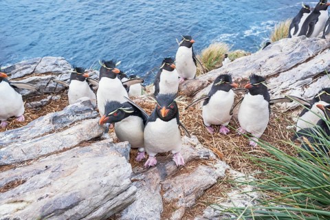 Group of rockhopper penguins