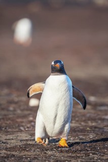 Gentoo Penguin