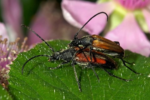 Black-striped longhorn beetle