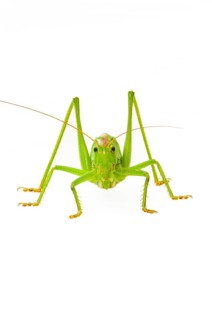 Green grasshopper
