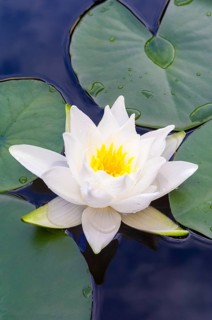 Flowering european white water lily