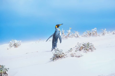King penguin