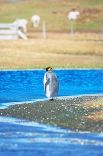 King Penguins