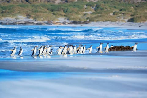 Gentoo Penguins