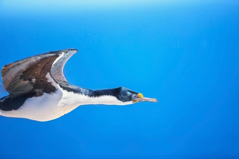 Imperial shag