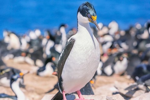 Imperial shags
