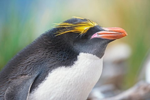 Close-up of a macaroni penguin