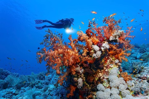 Diver hovering over coral block with various soft corals