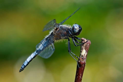 Black-tailed skimmer