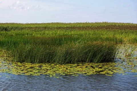 Marshland Memel-Delata