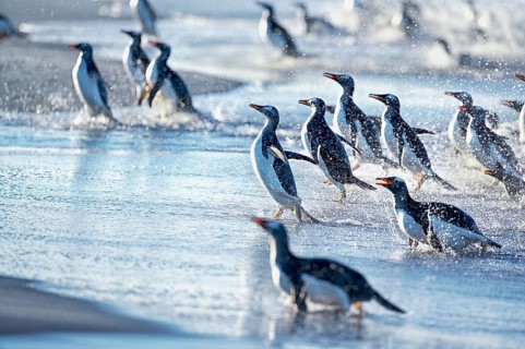 Gentoo Penguins